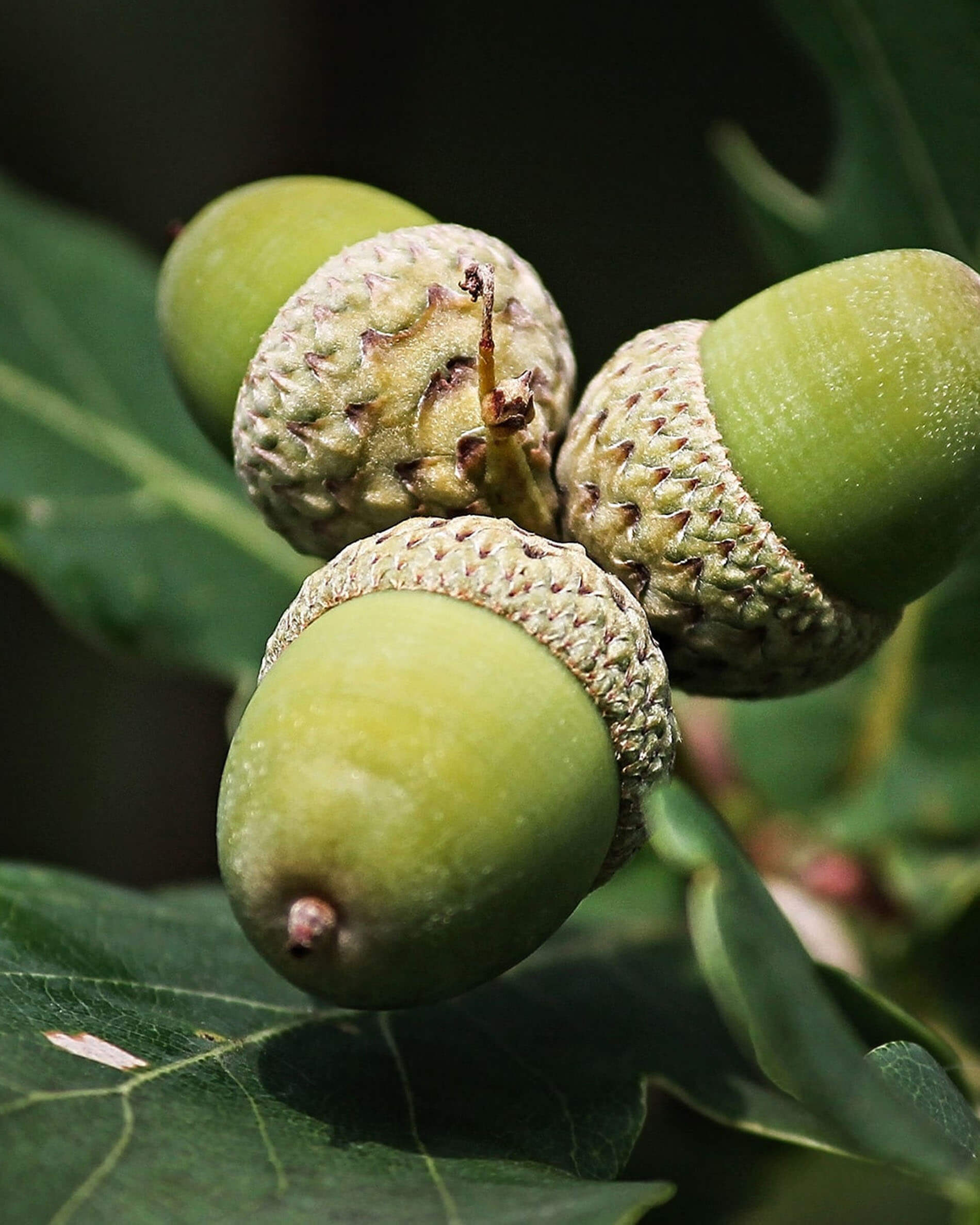 Essence de bois