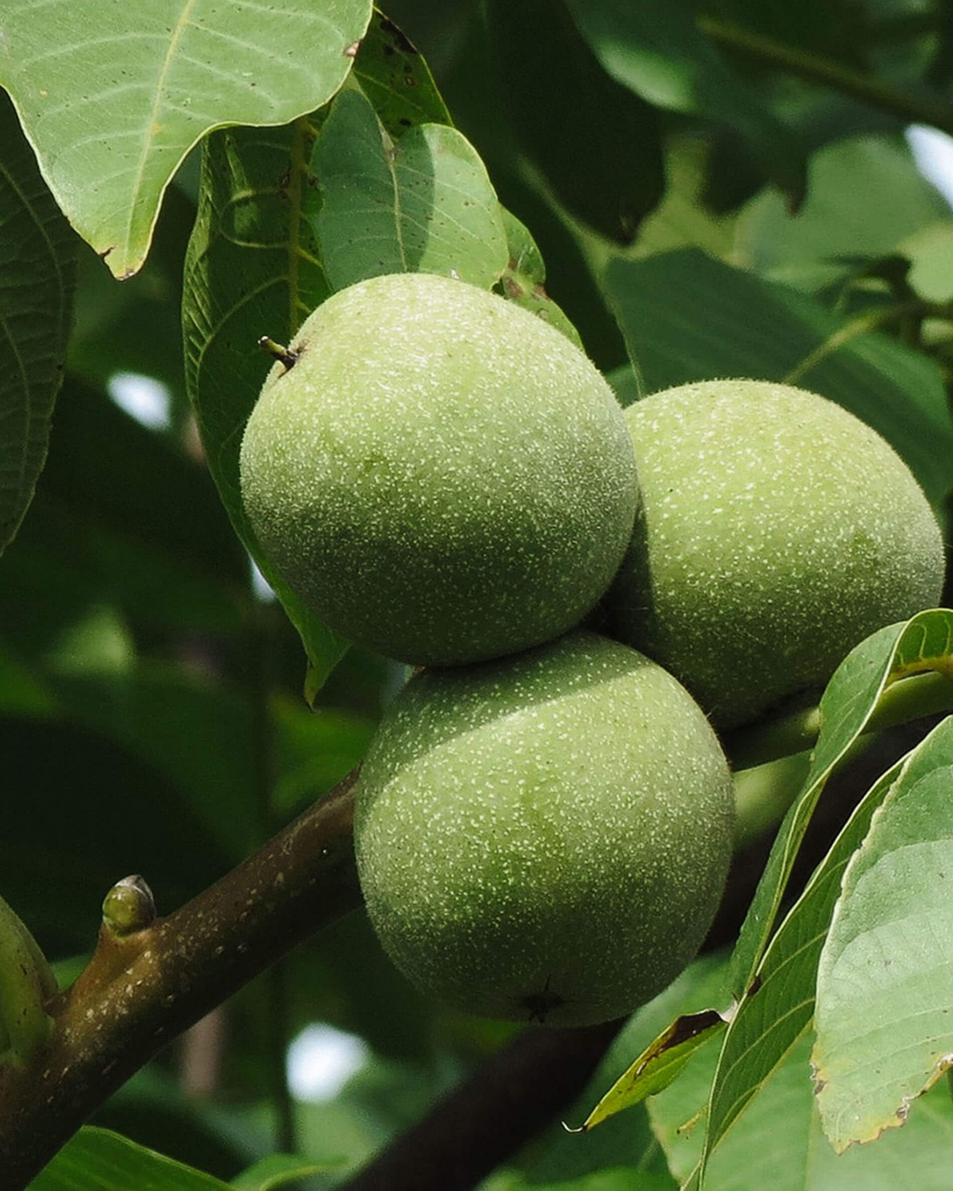 Essence de bois